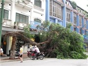Bóng đá anh, ngoại hạng anh, lịch thi đấu euro 2012, Hà Nội: Cây cổ thụ hàng chục năm tuổi đổ trên phố 
